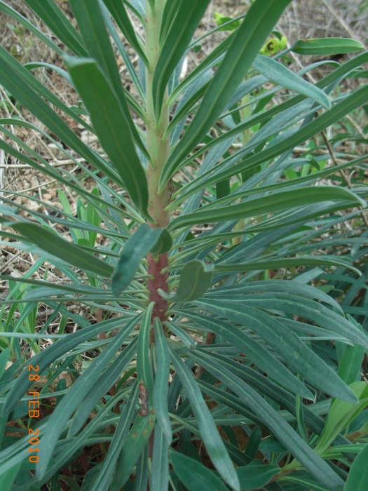 Euphorbia characias